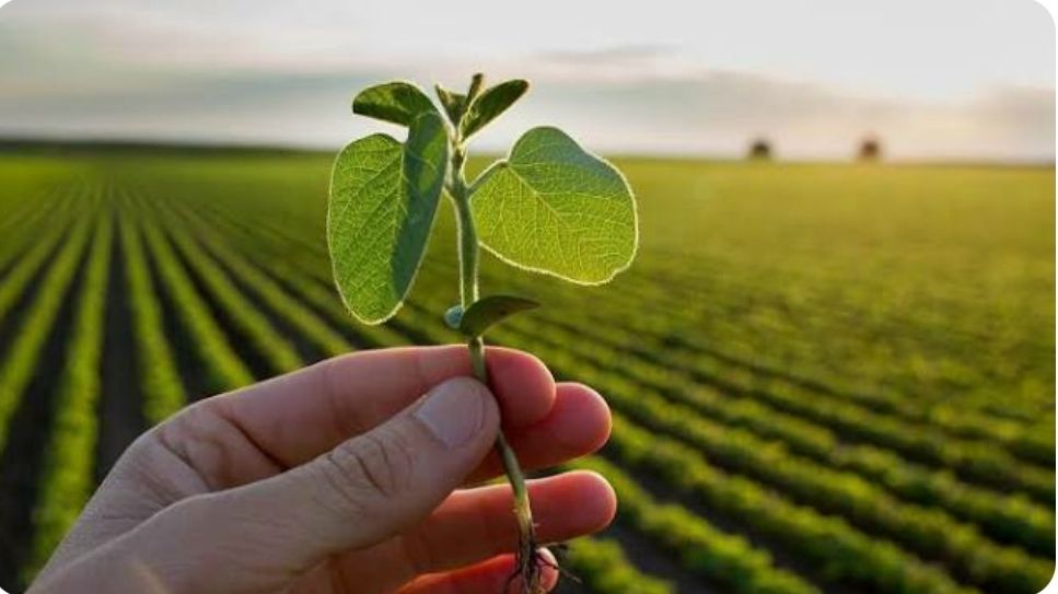 Consultoría Agrícola